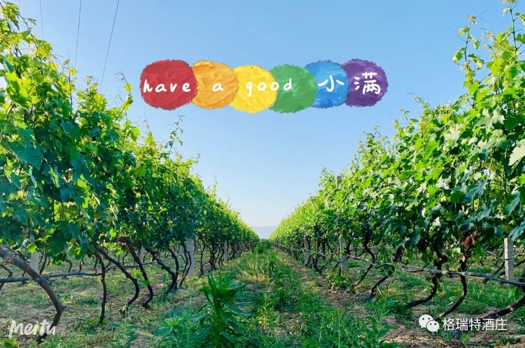 記錄小滿時節(jié)的酒莊、怎一美字了得！