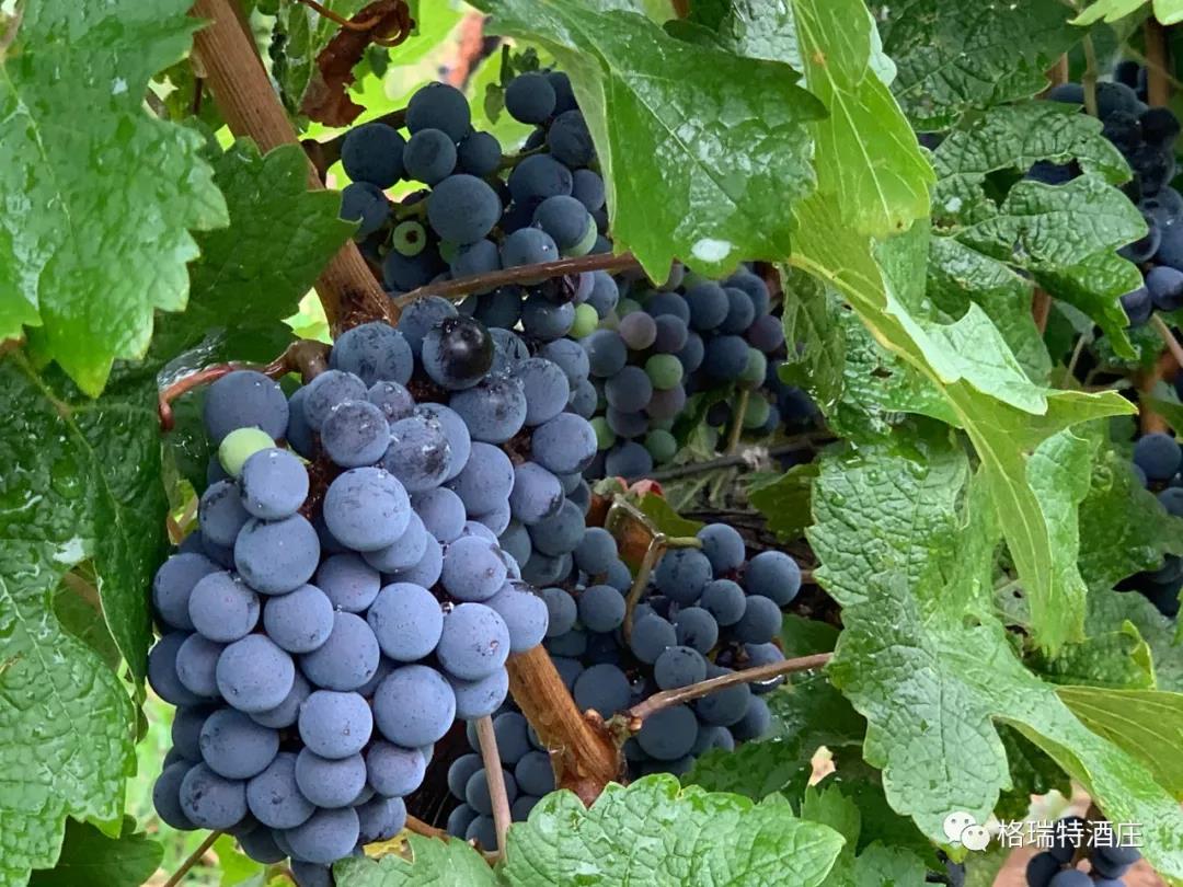 立秋：和去年相比，今年葡萄的變化居然這么大？