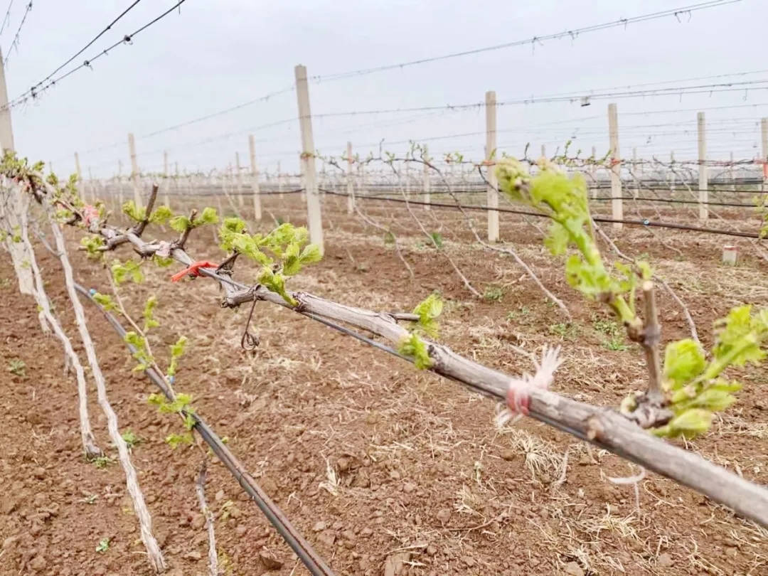 清明 ▎芳原綠野，春入園林