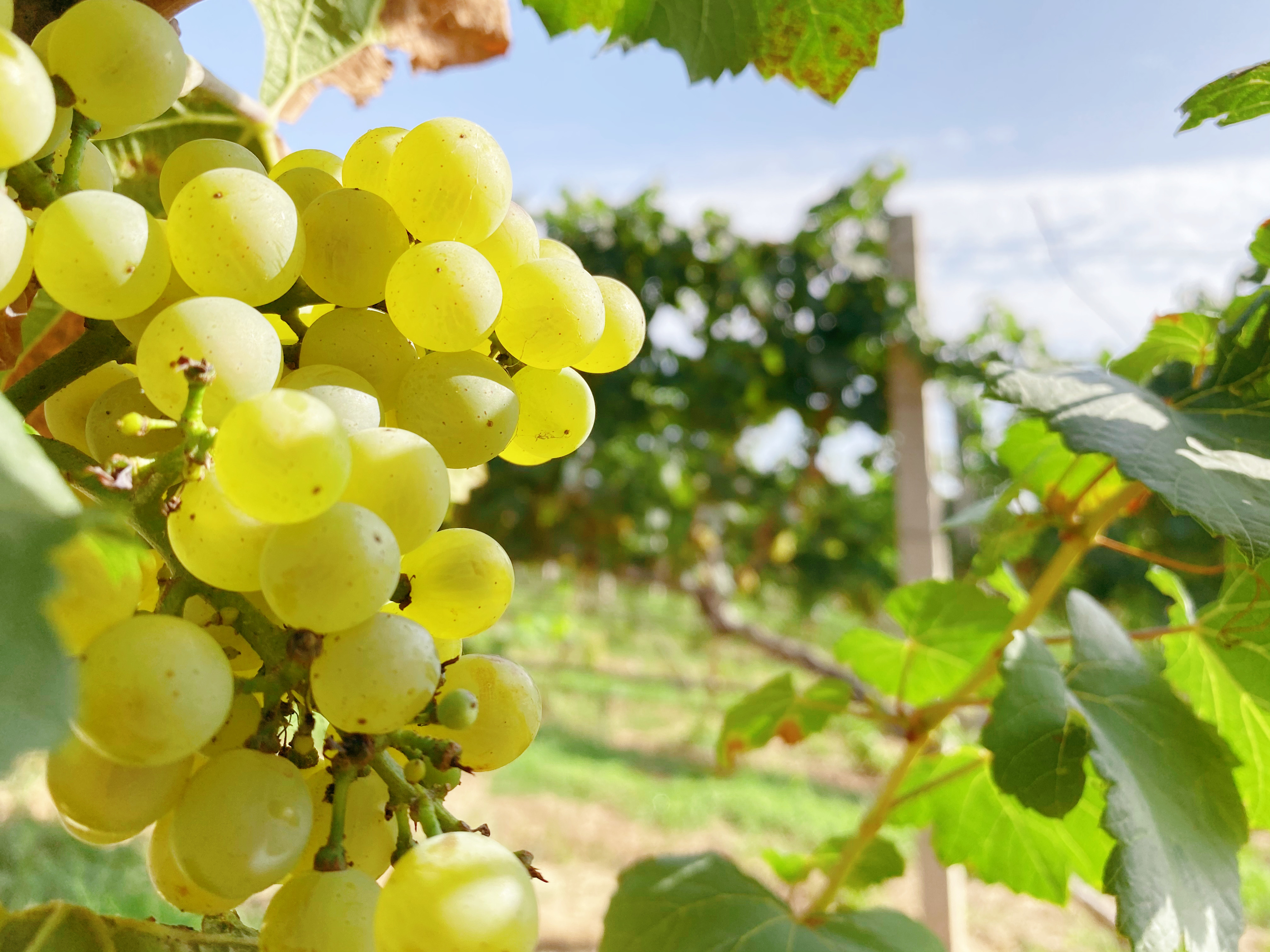 春耕夏耘后，秋收正當(dāng)時(shí)~