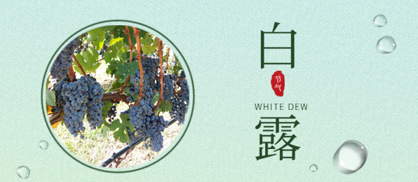 白露 ▎葡園循風，奔赴一場秋色