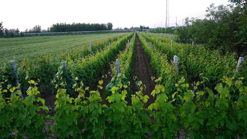 釀酒葡萄的堅(jiān)強(qiáng)，從根系開始~