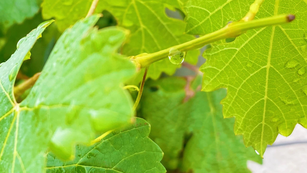 夏至 ▎萬(wàn)物酣暢生長(zhǎng)，葡園美好悠揚(yáng)