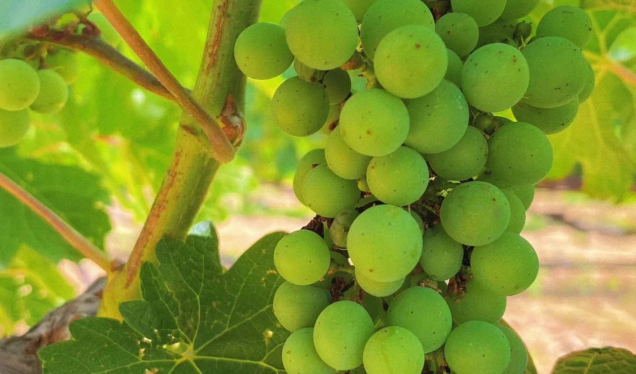 小暑 ▎微風(fēng)循來(lái)，盛夏始開(kāi)