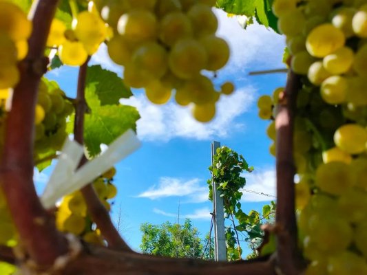 人間散落滴滴露，凝結(jié)（格瑞特）一個(gè)秋|白露