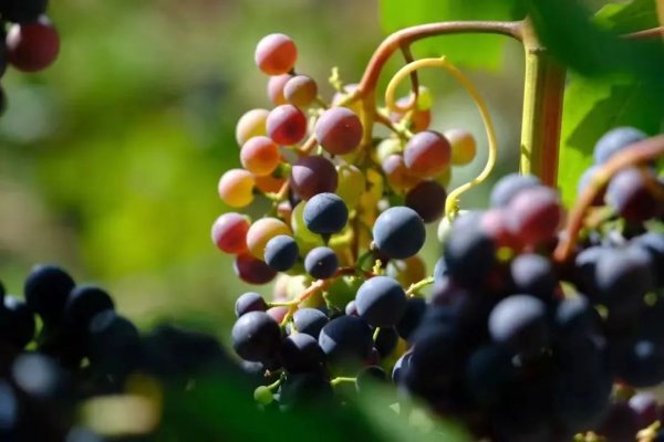 秋分|| 一斟一飲間，與格瑞特平分“秋”色